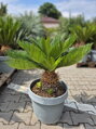Cycas Revoluta New Life 20-26