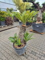 Cycas Revoluta kmeň 70-80cm