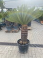 Cycas Revoluta kmeň 70cm