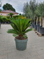 Cycas Revoluta výška 80-90cm, kmeň 10-15cm 26lt.