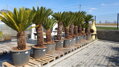 Cycas Revoluta kmeň 100-120cm