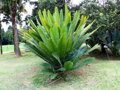 CYCAS DIOON EDULE