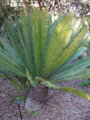 CYCAS DIOON EDULE