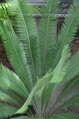 CYCAS DIOON EDULE