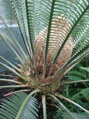 CYCAS DIOON EDULE