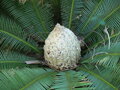 CYCAS DIOON EDULE