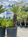 Cycas Revoluta 