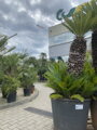 Cycas Revoluta 