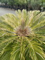 Cycas Revoluta 
