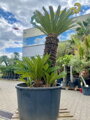 Cycas Revoluta 