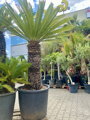 Cycas Revoluta 