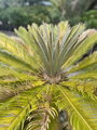 Cycas Revoluta 