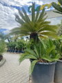 Cycas Revoluta 