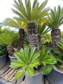 Cycas Revoluta 