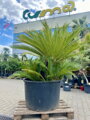 Cycas Revoluta 