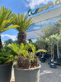 Cycas Revoluta 