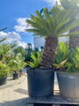 Cycas Revoluta 