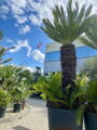 Cycas Revoluta 