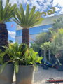 Cycas Revoluta 