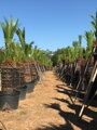 Macrozamia moorei výška 300-350cm