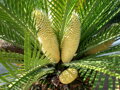 Macrozamia moorei výška 300-350cm