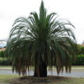 Macrozamia moorei výška 300-350cm