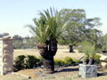 Macrozamia moorei výška 300-350cm