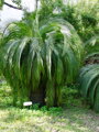 Macrozamia moorei výška 300-350cm