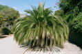 Macrozamia moorei výška 300-350cm