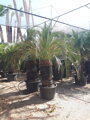 Macrozamia moorei výška 300-350cm