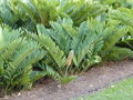 Zamia Furfuracea 35Lt.