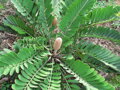 Zamia Furfuracea 35Lt.