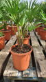 Trachycarpus wagnerianus 60 - 90cm