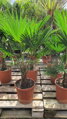 Trachycarpus wagnerianus 60 - 90cm