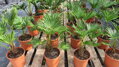 Trachycarpus wagnerianus 60 - 90cm
