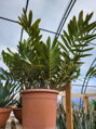 Zamia Furfuracea 35Lt.