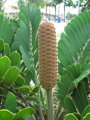 Zamia Furfuracea 35Lt.