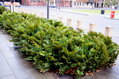 Zamia Furfuracea 35Lt.