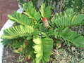 Zamia Furfuracea 35Lt.
