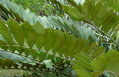 Zamia Furfuracea 35Lt.