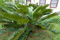 Zamia Furfuracea 35Lt.