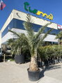 Phoenix Dactylifera 40-50cm