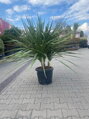 Dracena - Cordyline Indivisa Verde 