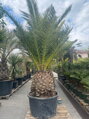 Phoenix Canariensis 