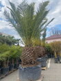 Phoenix Canariensis