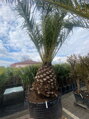 Phoenix Canariensis