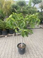 Ficus carica figovník 10/15