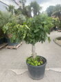 Ficus carica figovník 35/40