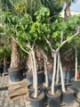 Ficus carica napolitaine figovník 