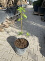 Ficus carica figovník 